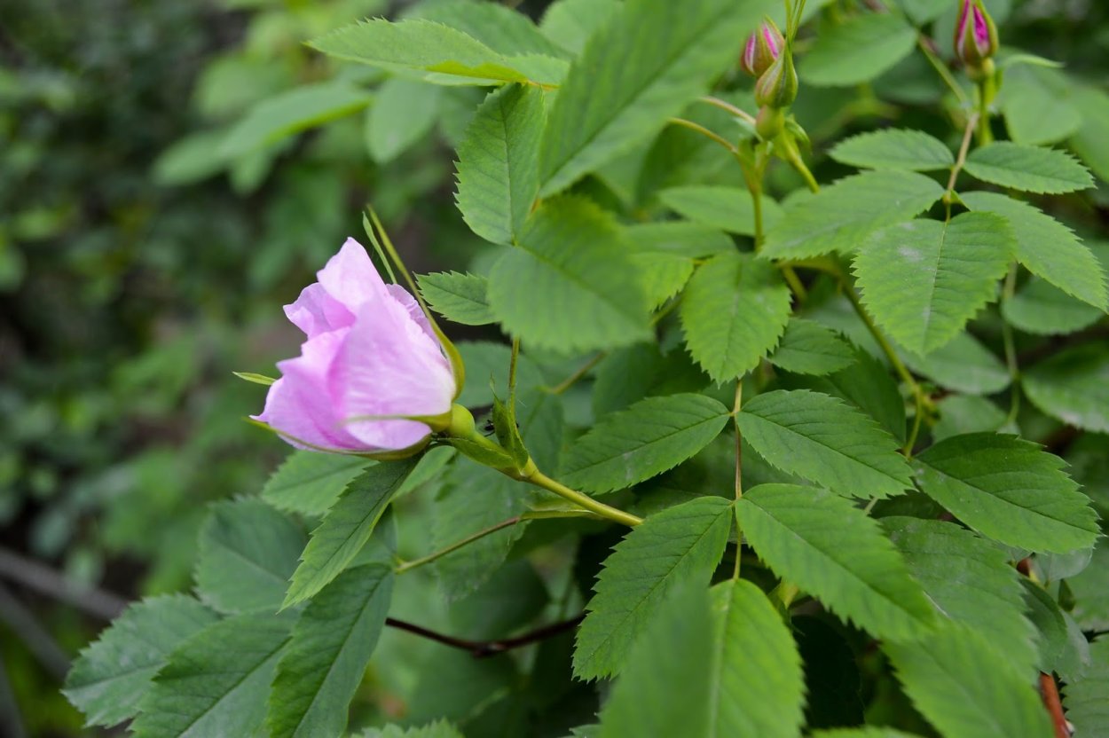 Робиния обыкновенная