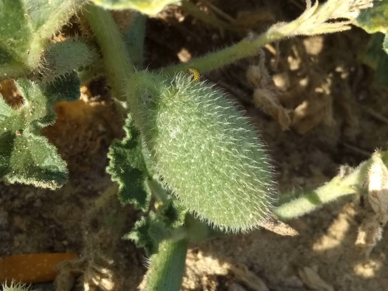 Бешеный огурец обыкновенный