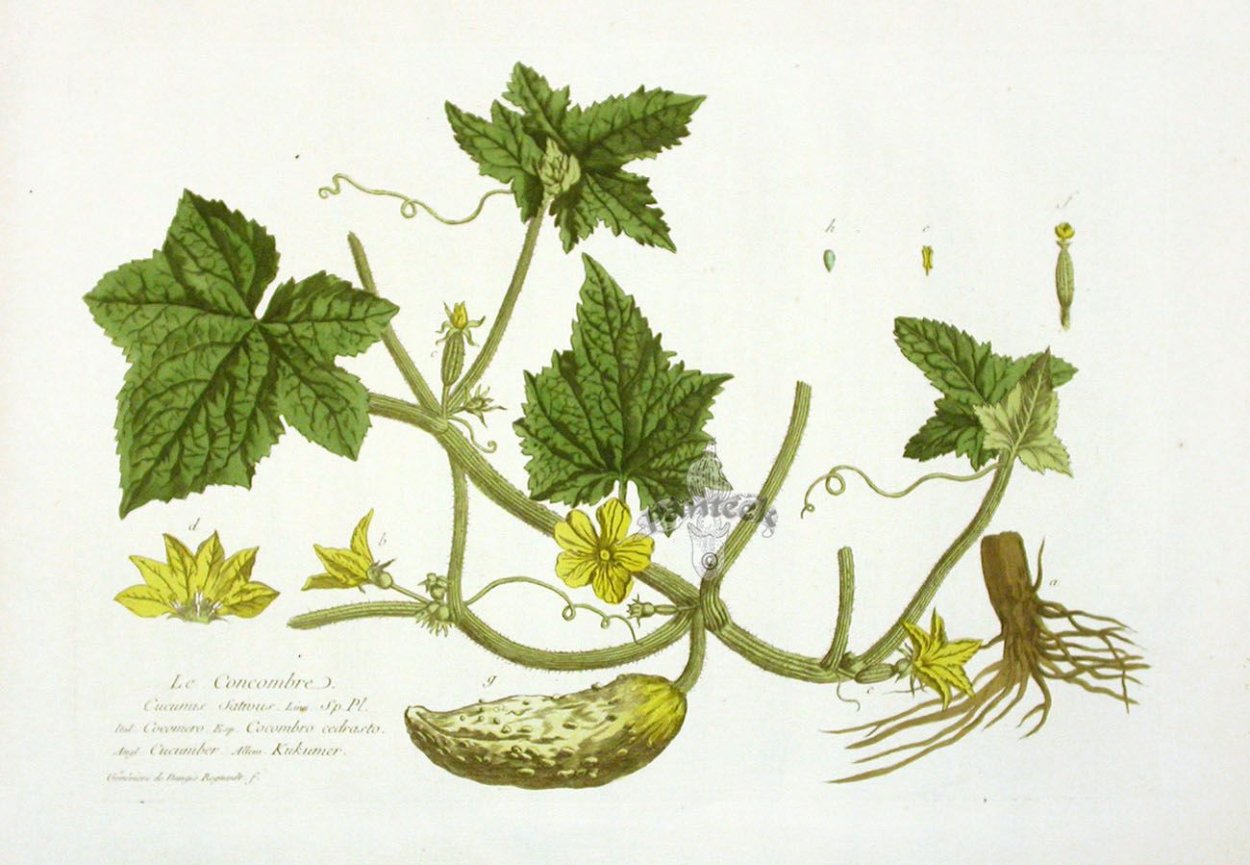 Эхиноцистис изгородь