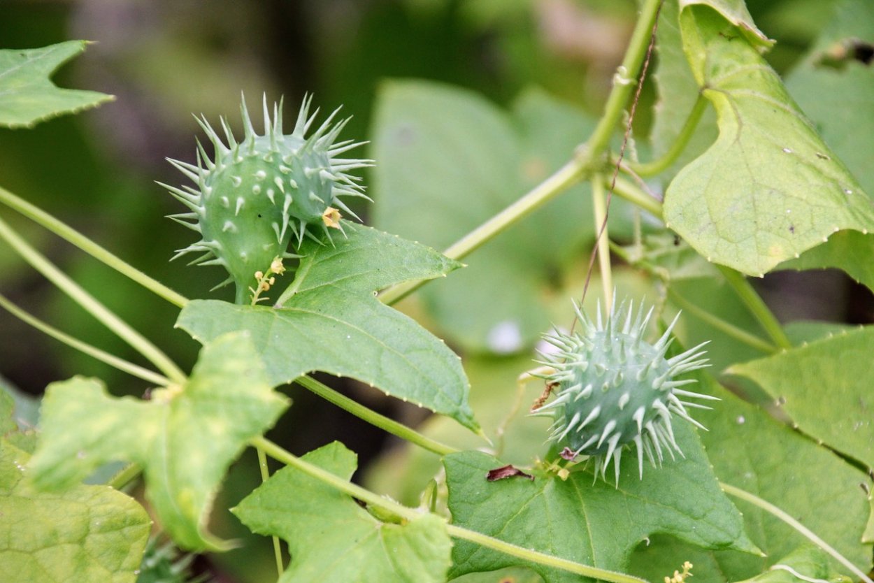 Эхиноцистис лопастный бешеный огурец