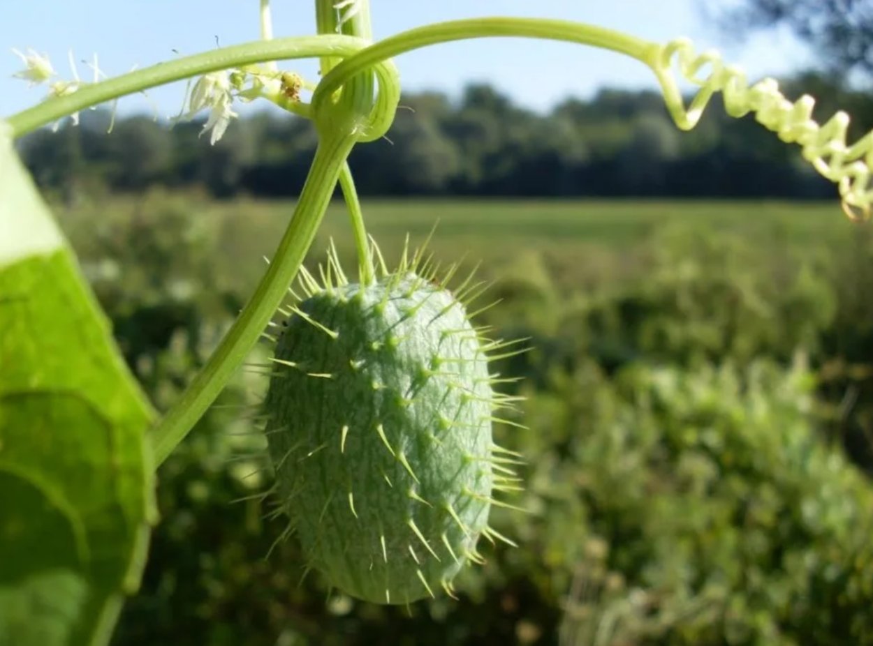 Бешенный огурцы семена