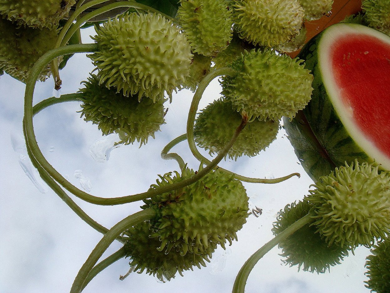 Мексиканский овощ чайот