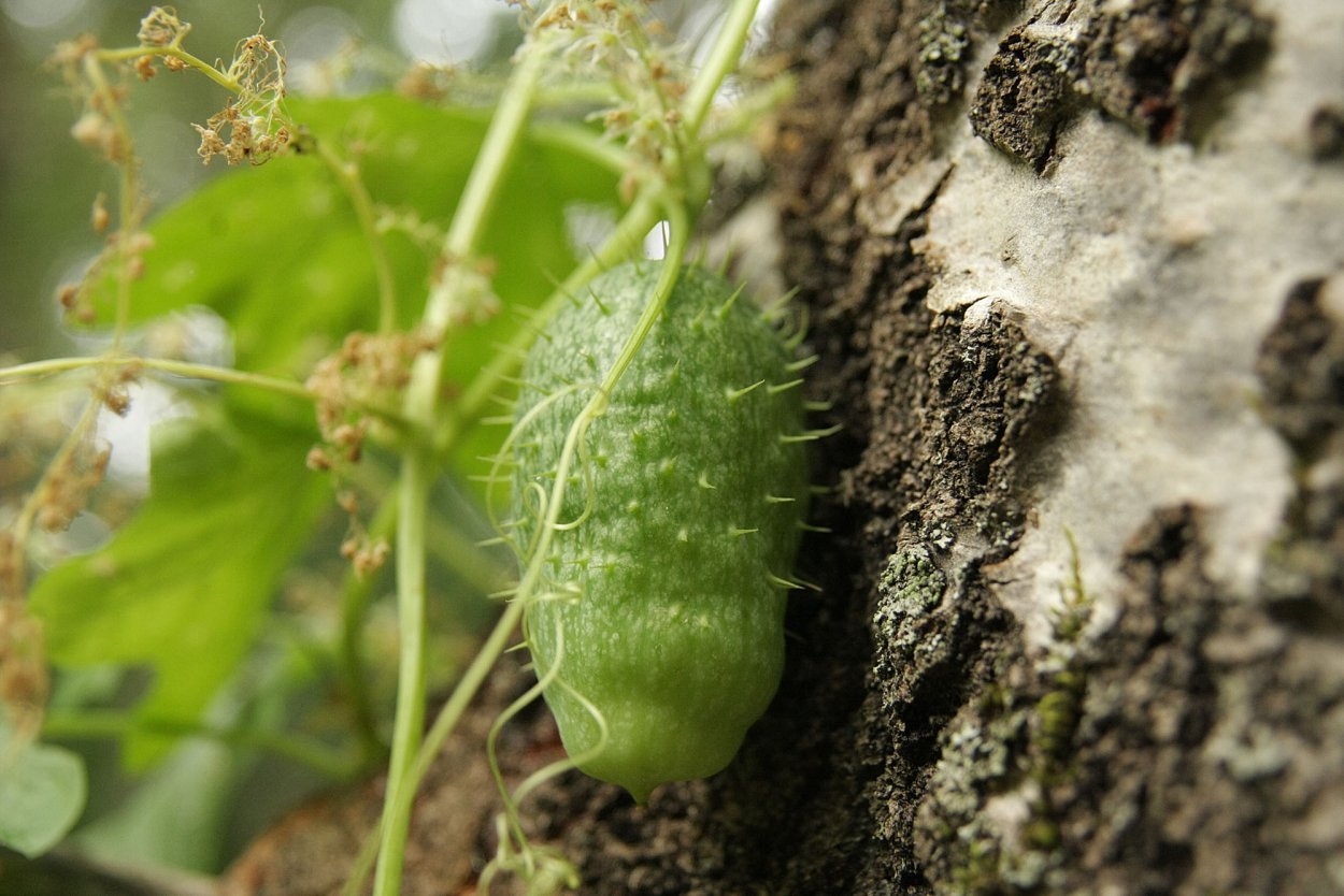 Эхиноцистис, колючеплодник