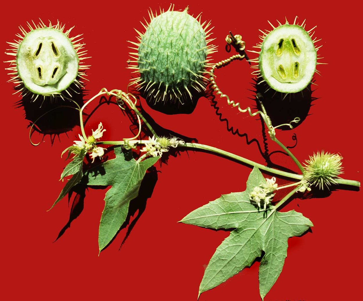 Бешеный огурец Росток