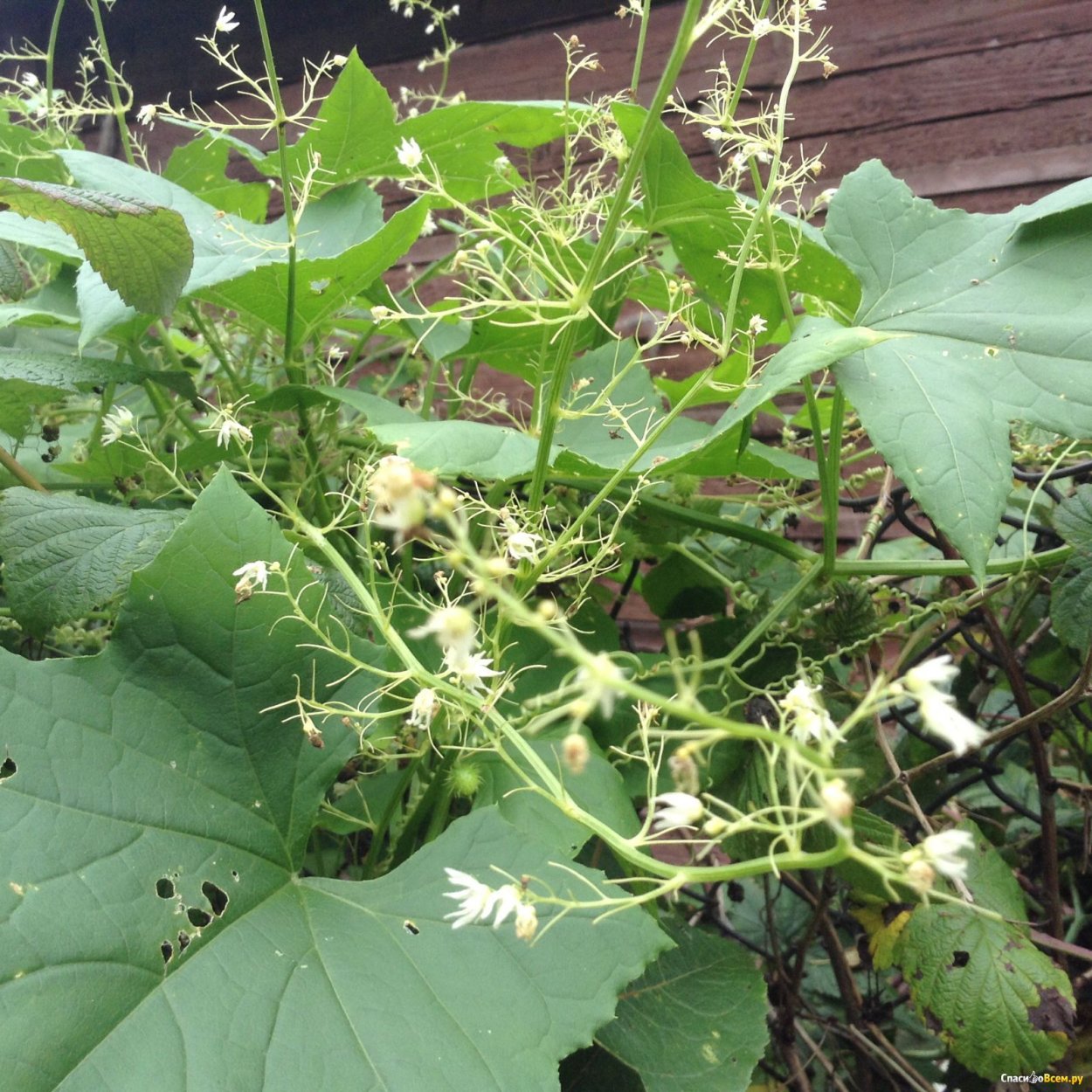 Жёлтый Лесной цветок огурчик