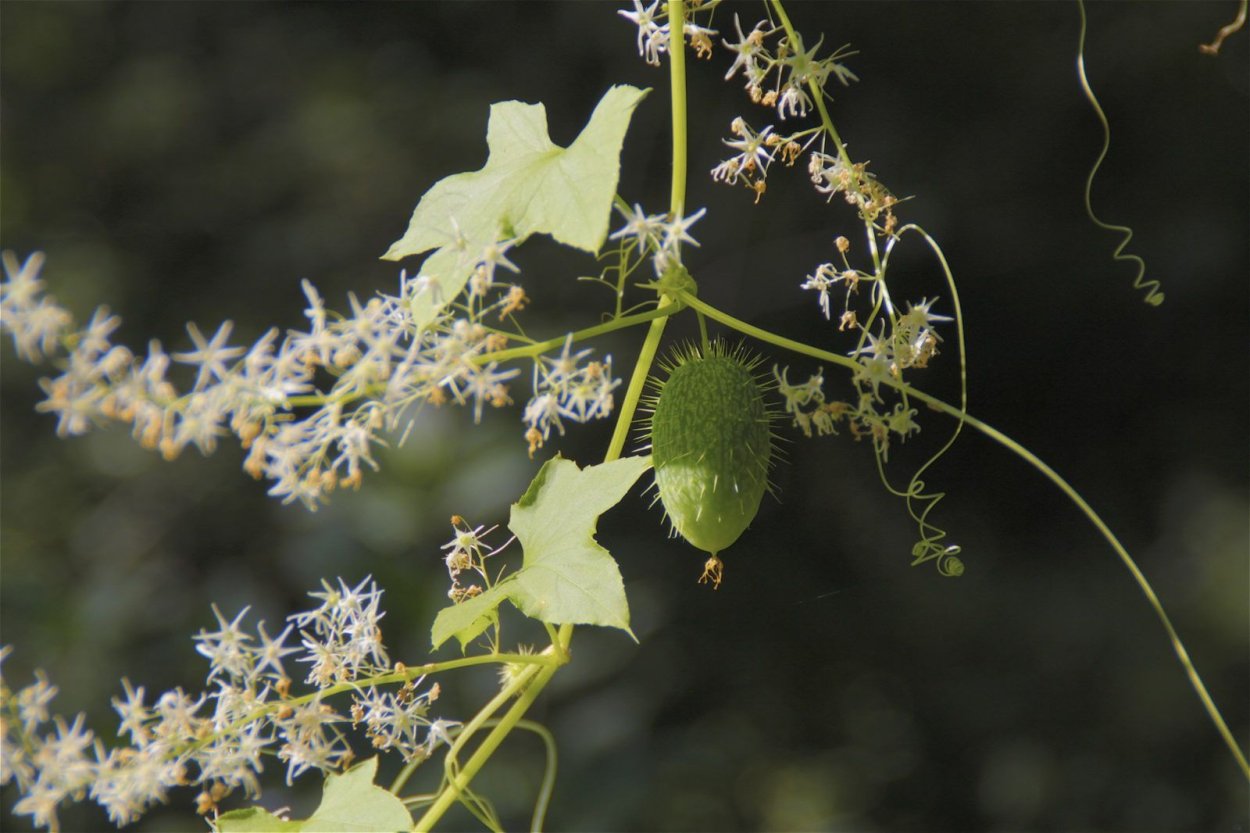 Бешеный огурец на белом фоне