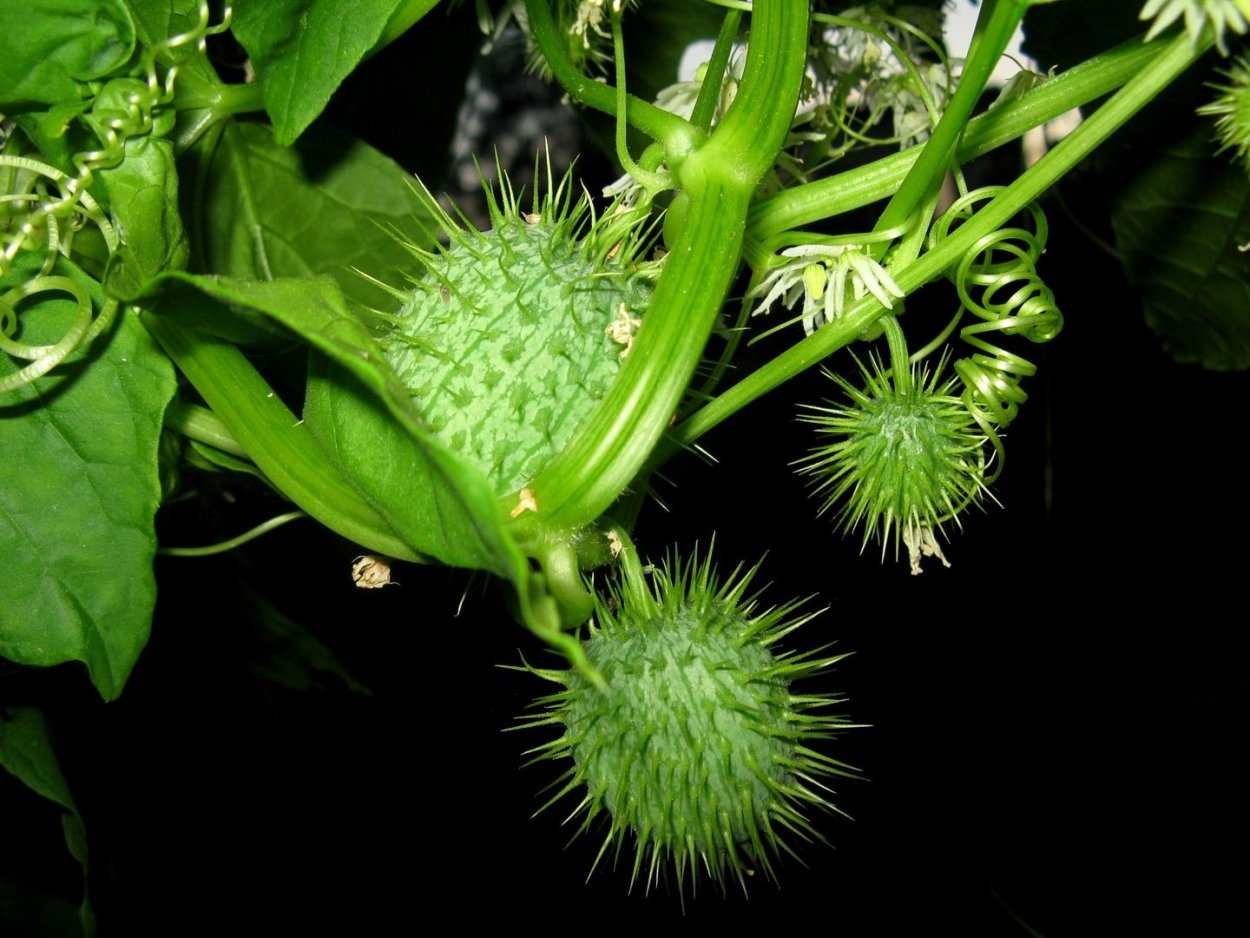 Эхиноцистис бешеный огурец