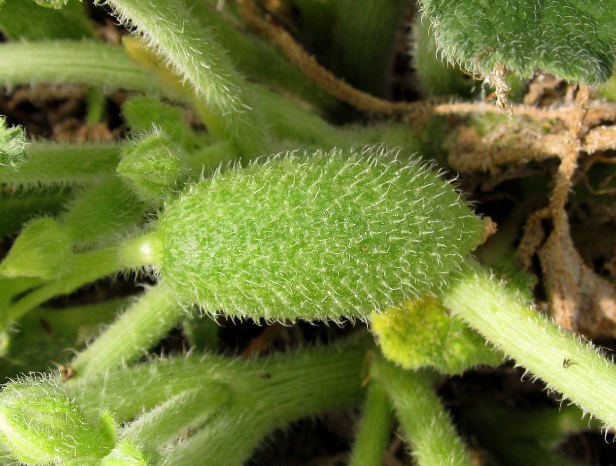 Бешеный огурец комнатное растение