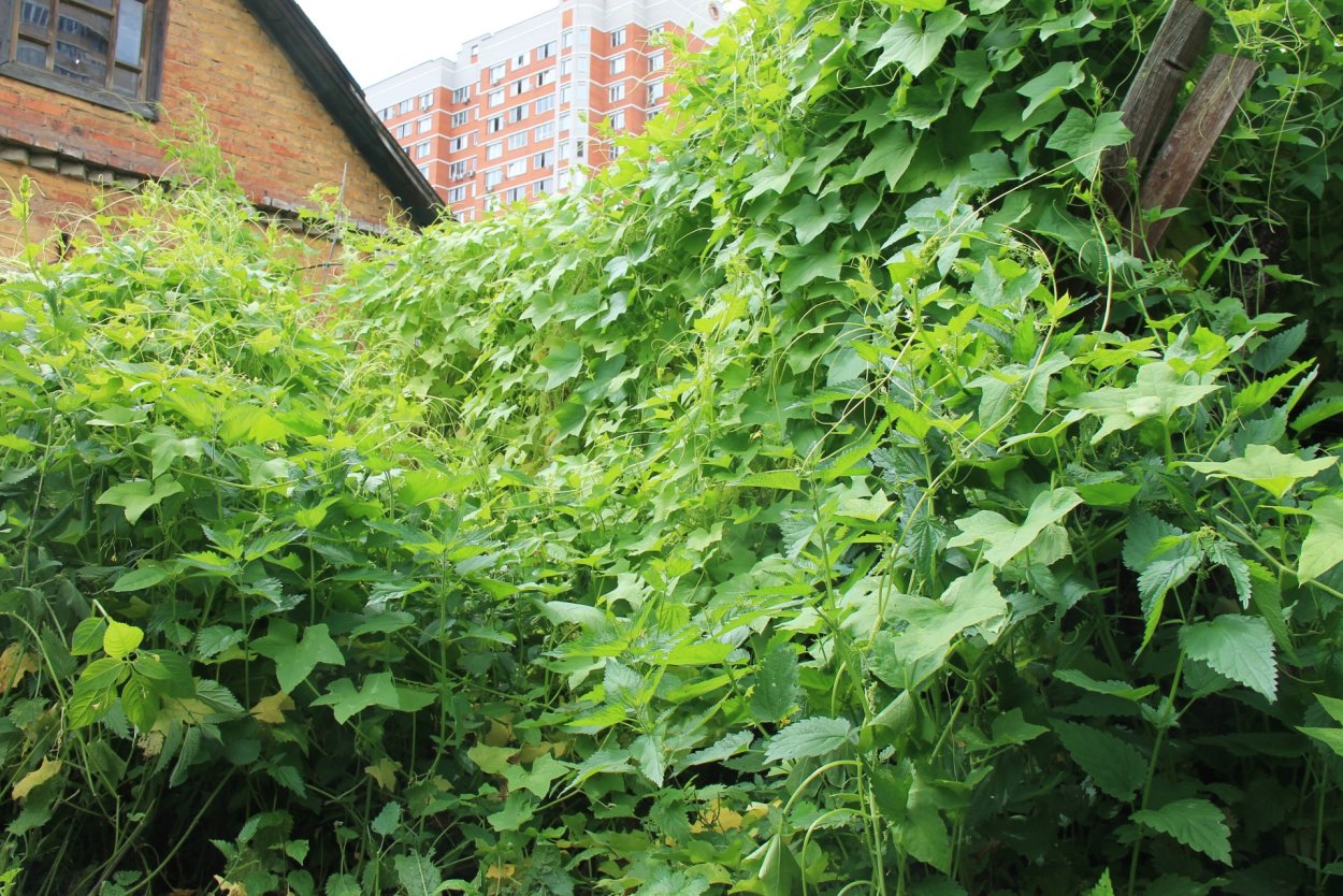 Эхиноцистис (дикий огурец)