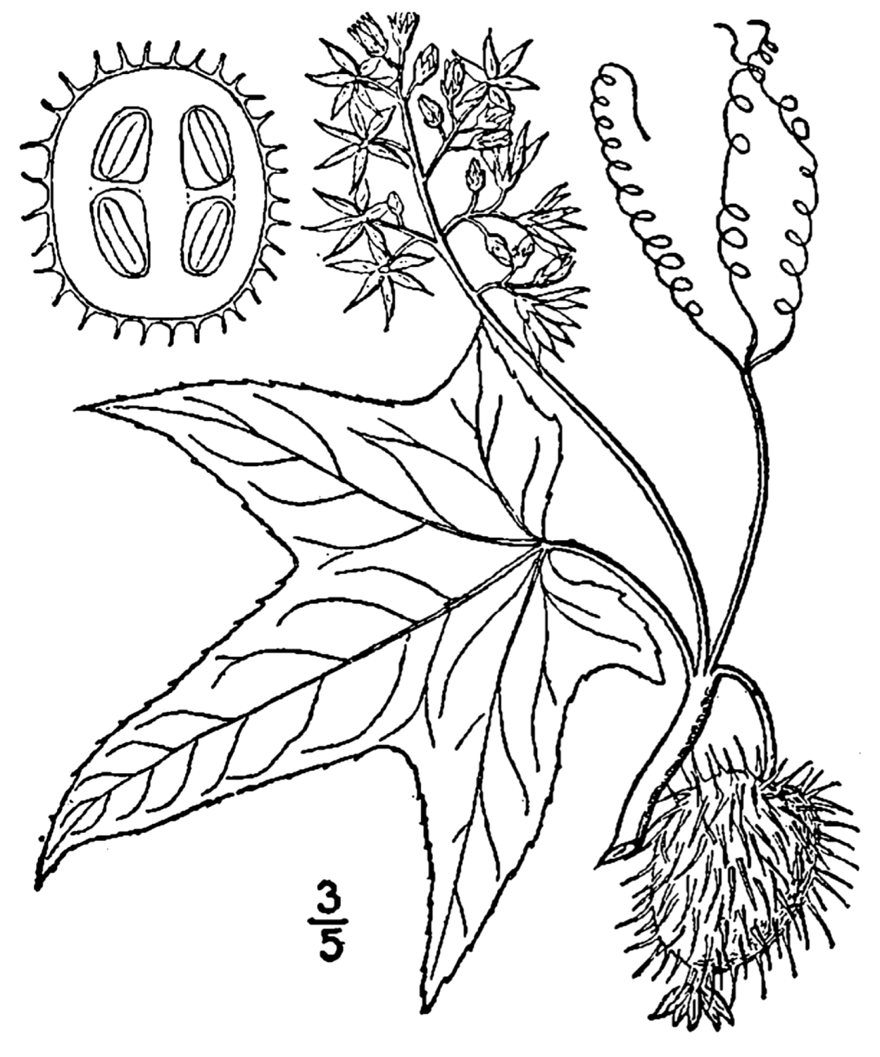 Кукумис ангурия