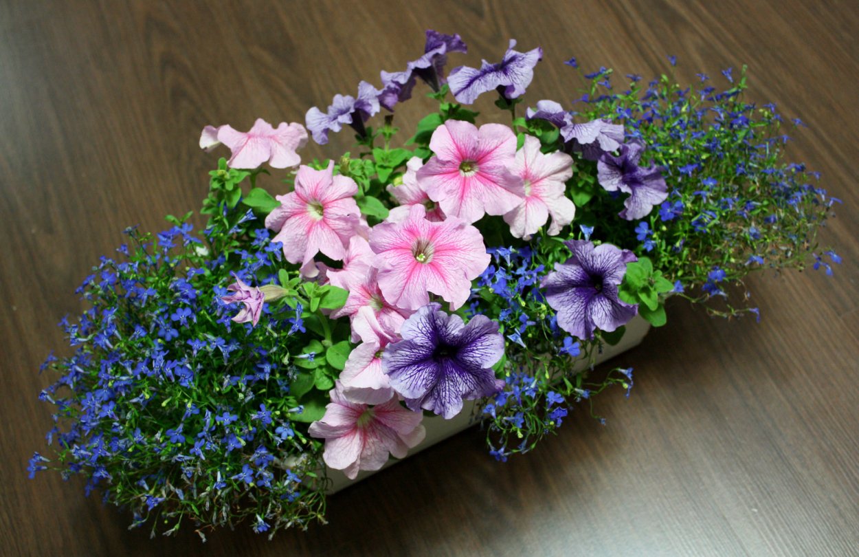 Петуния с вербеной и лобелией