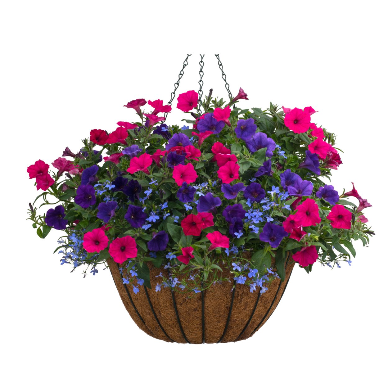 Петуния Виста Petunia Vista Fuchsia