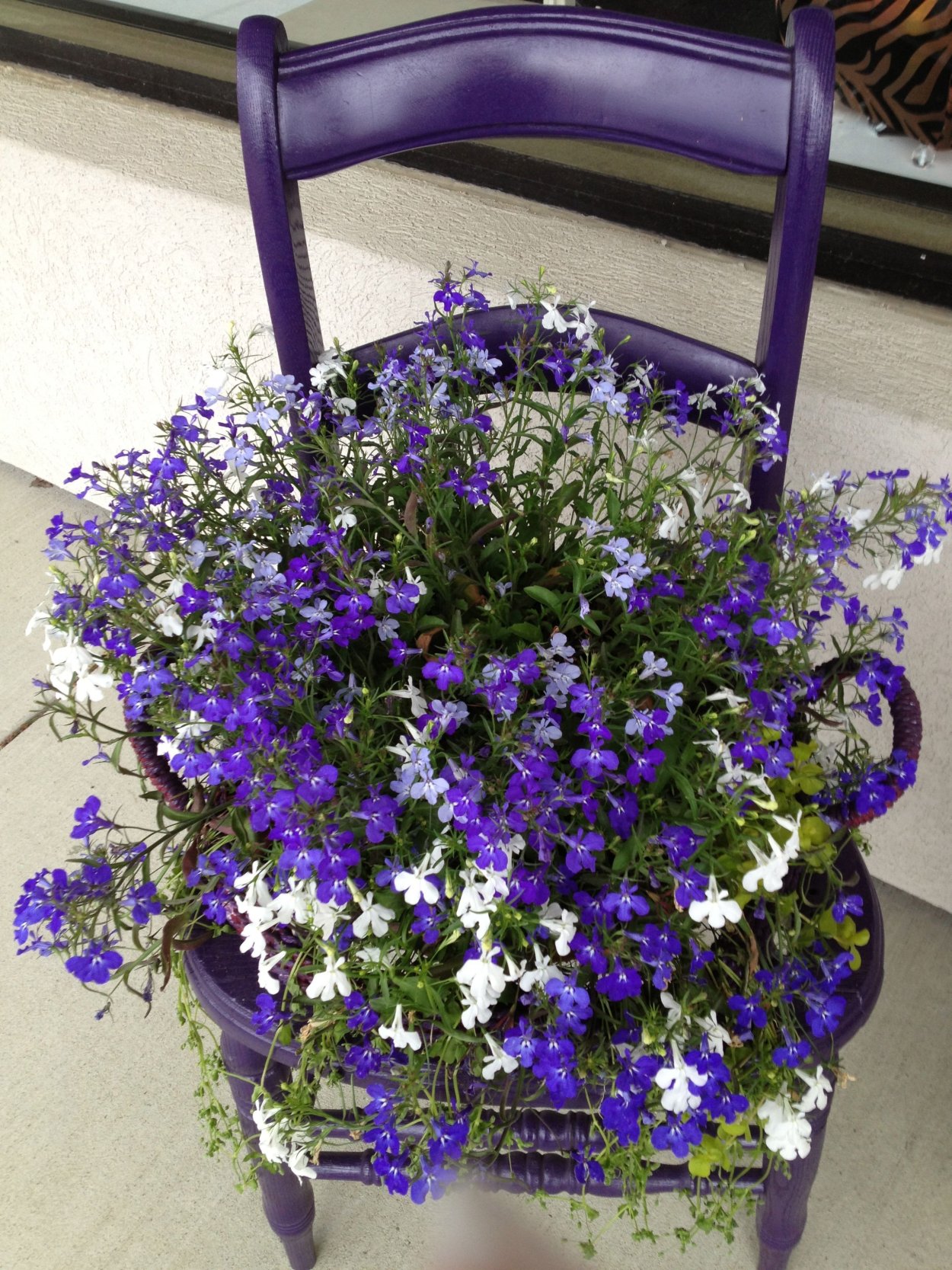 Лобелия ампельная и петуния