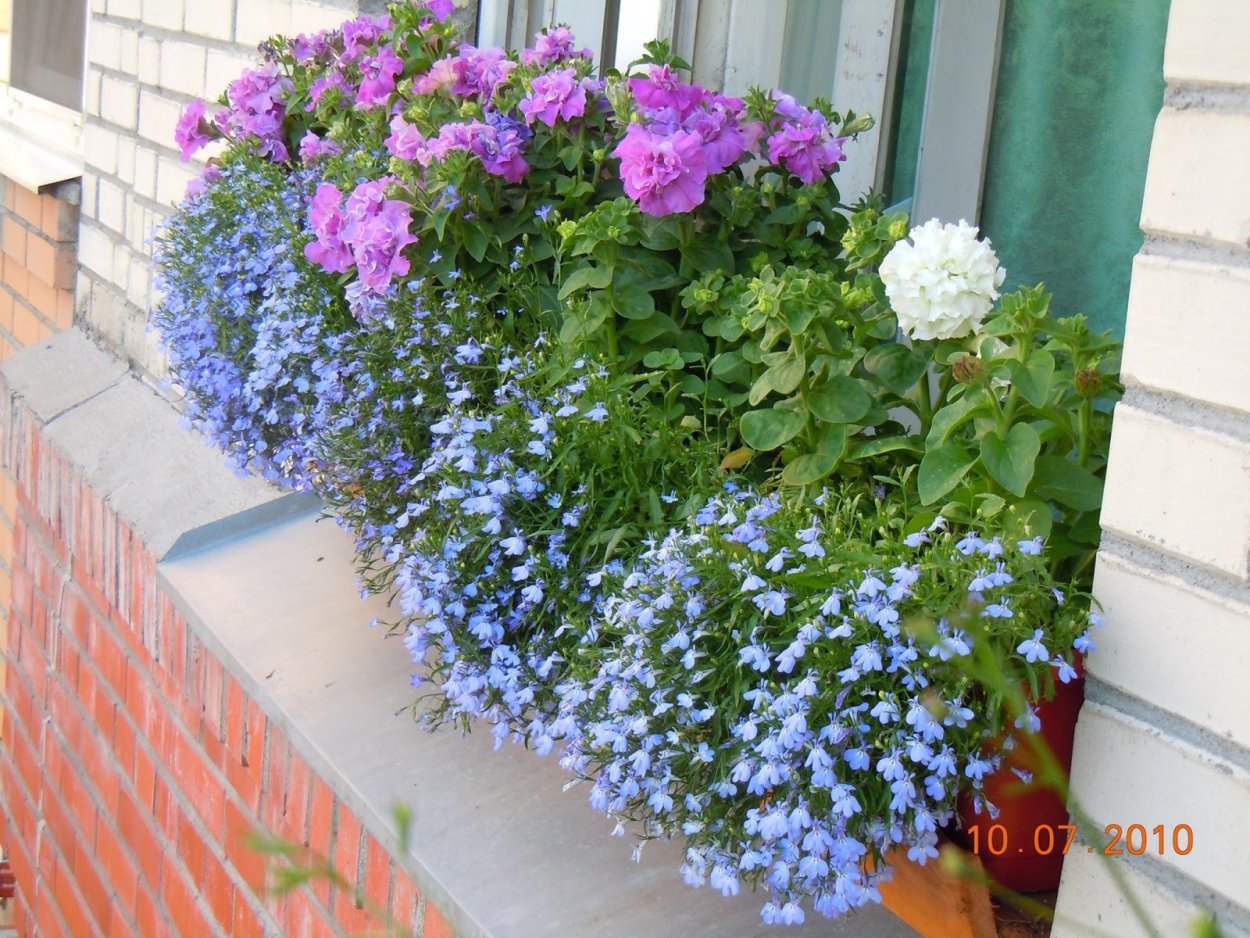 Бакопа и лобелия