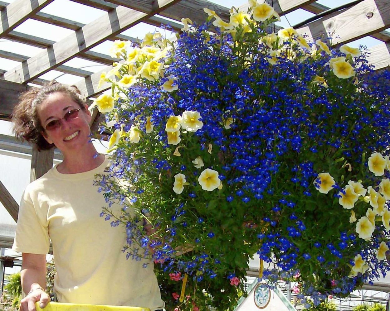 Лобелия с желтой петунии