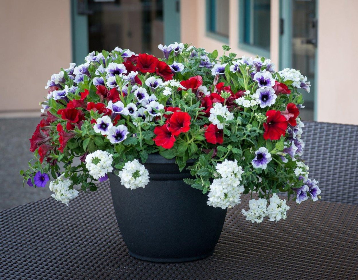 Петуния Вербена калибрахоа