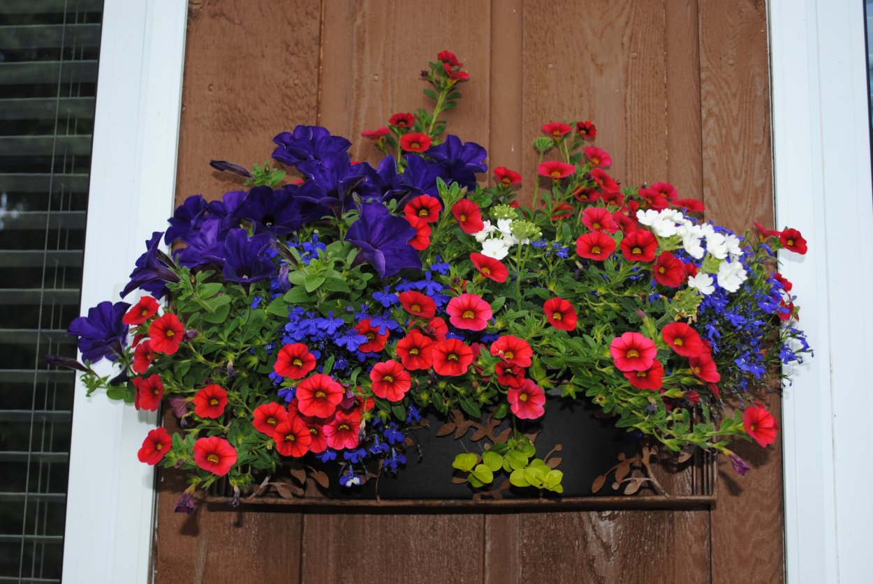 Калибрахоа и лобелия