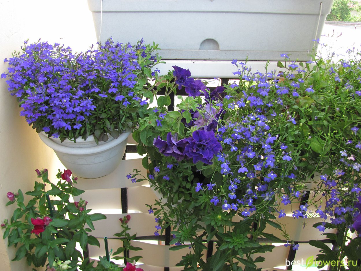 Петунии Бакопа, лобелия