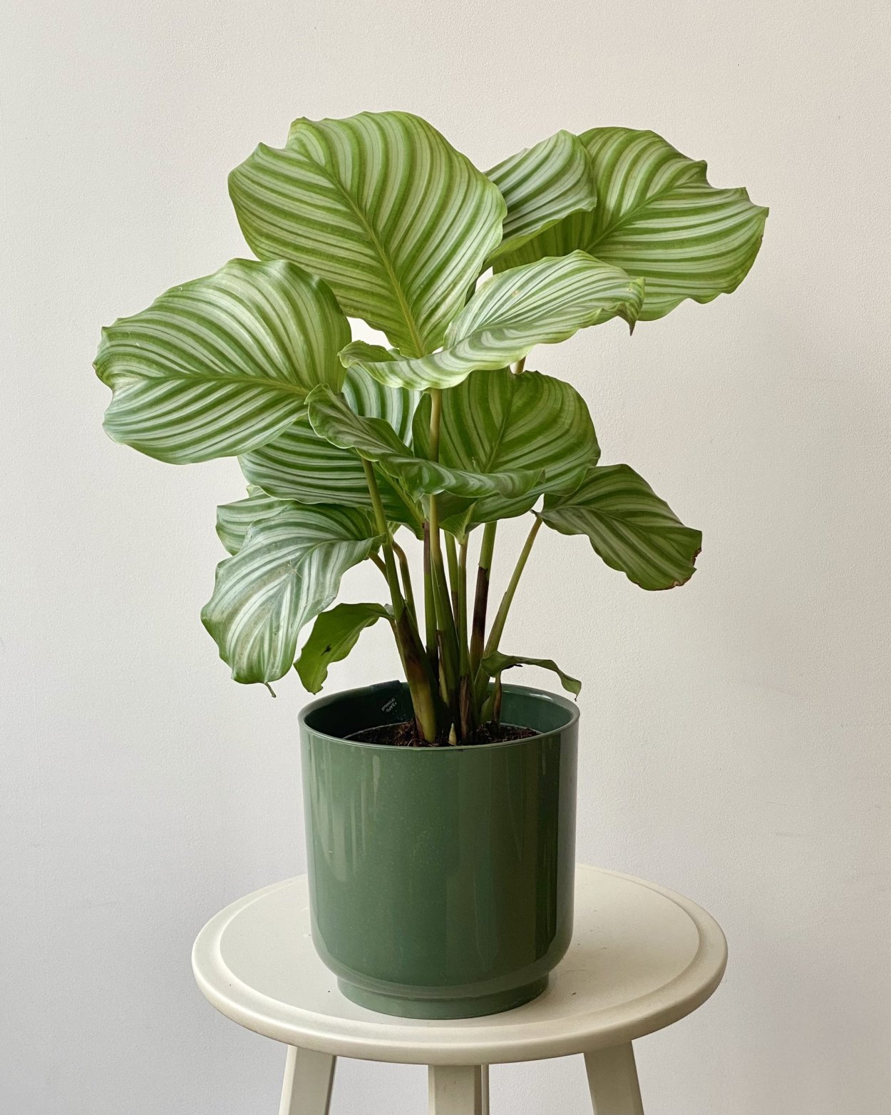 Calathea орбифолия