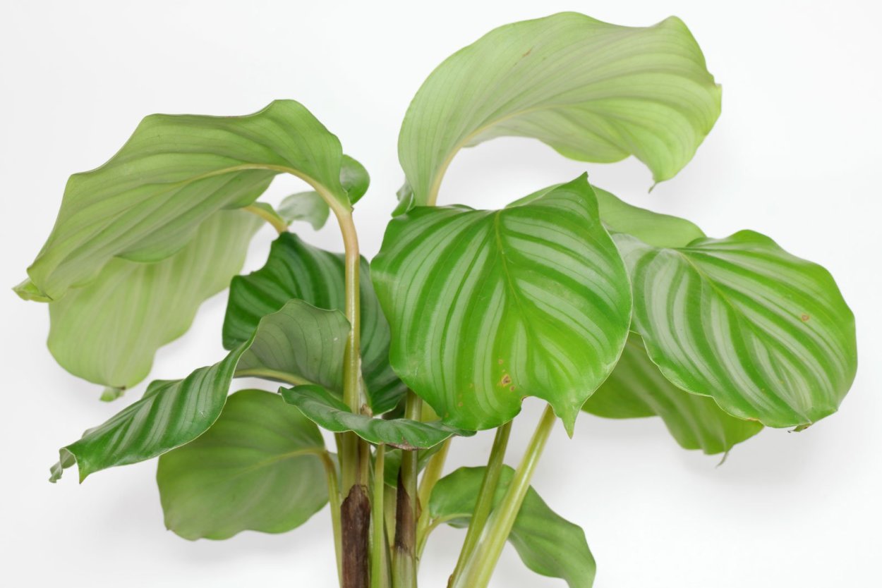 Calathea орбифолия