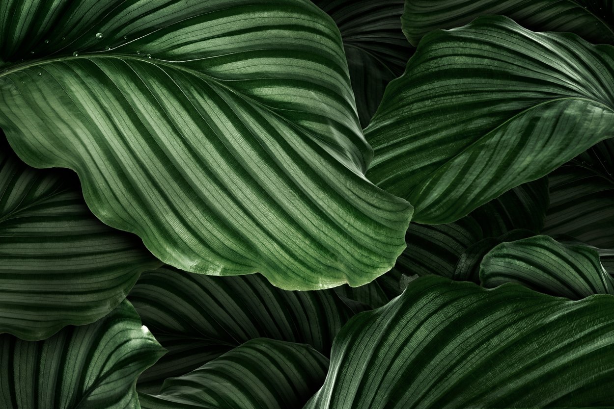 Calathea орбифолия