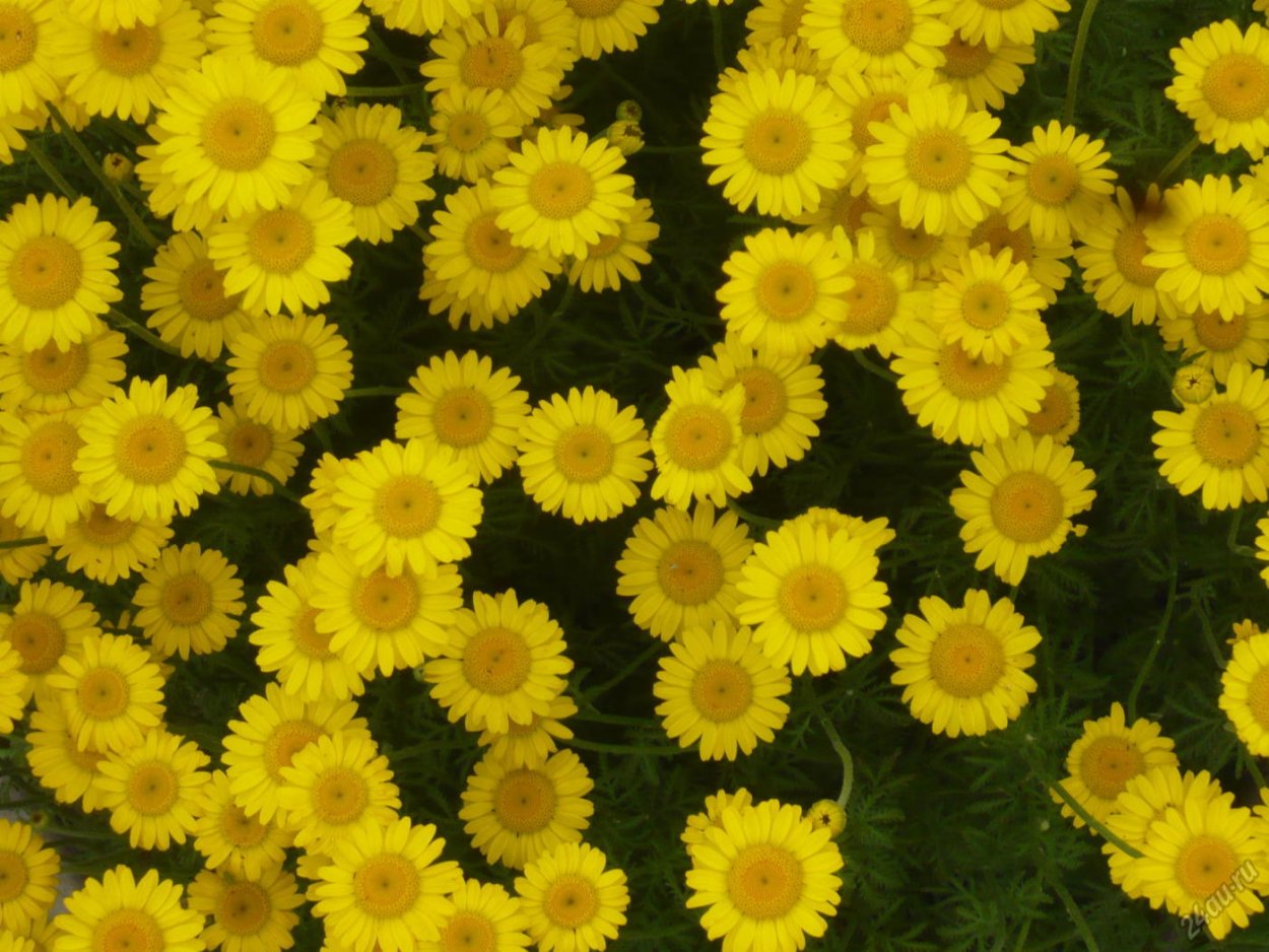 Цветок Ромашка желтая многолетник