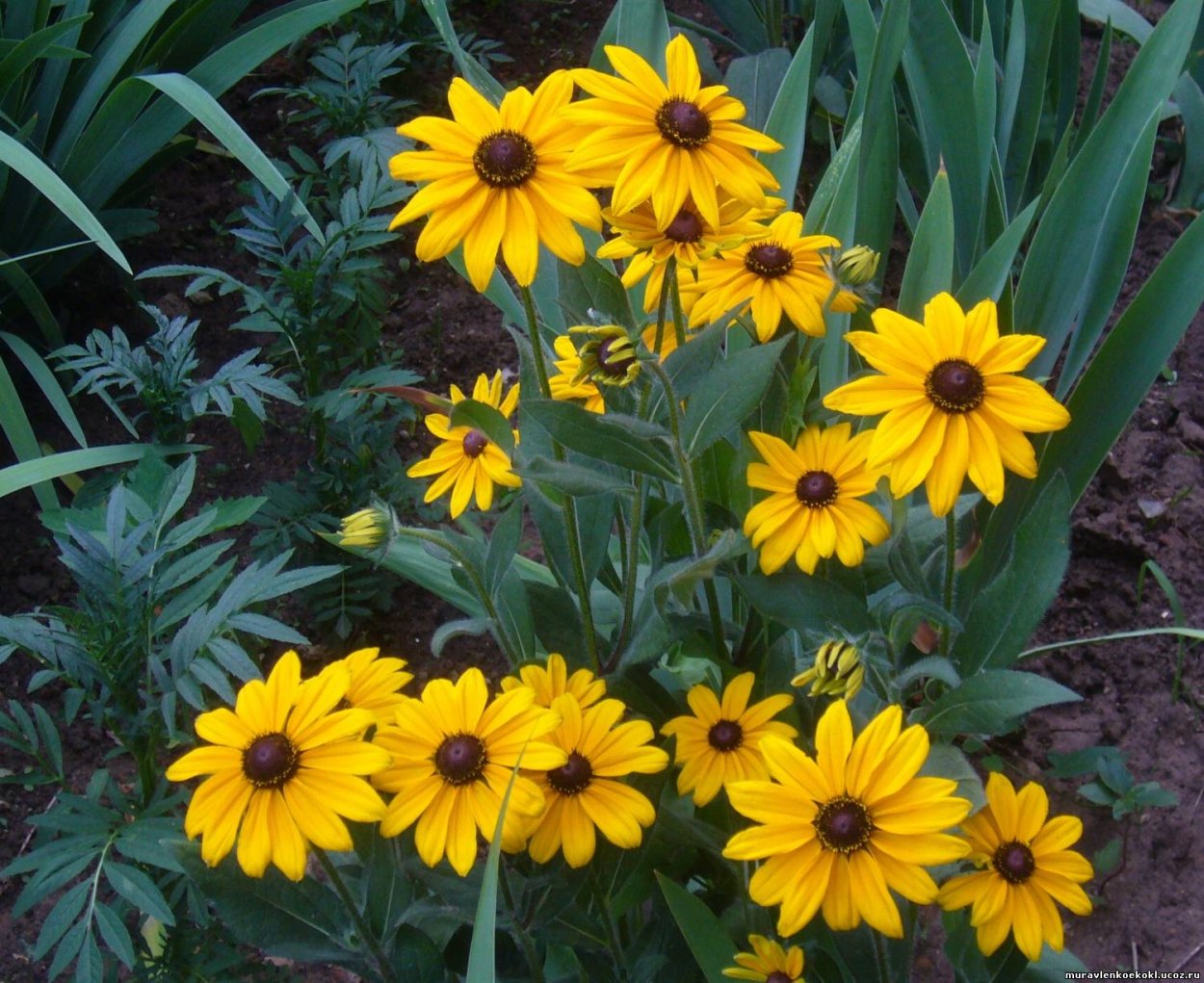 Желтые ромашки Урсиния