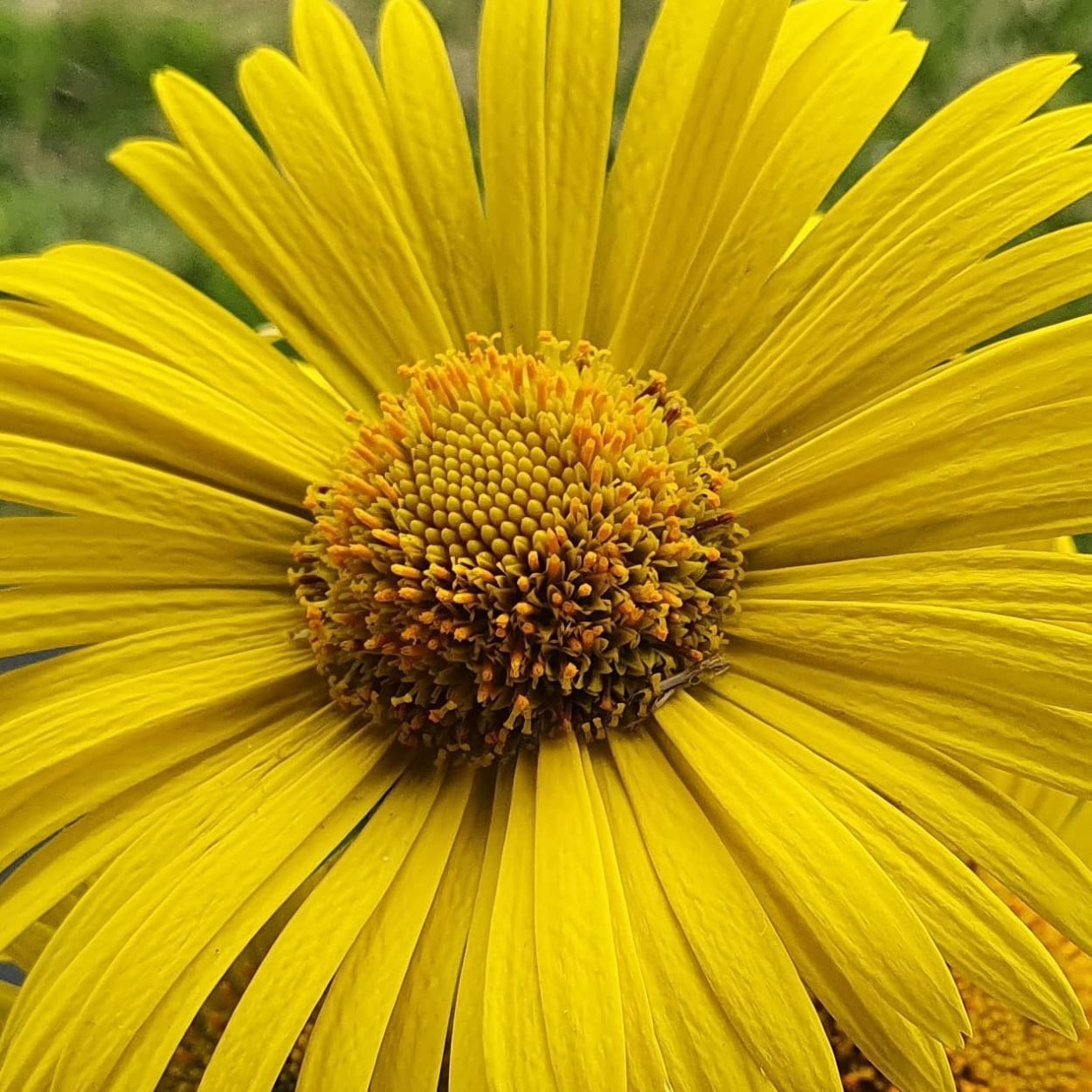 Гелиопсис подсолнечниковидный