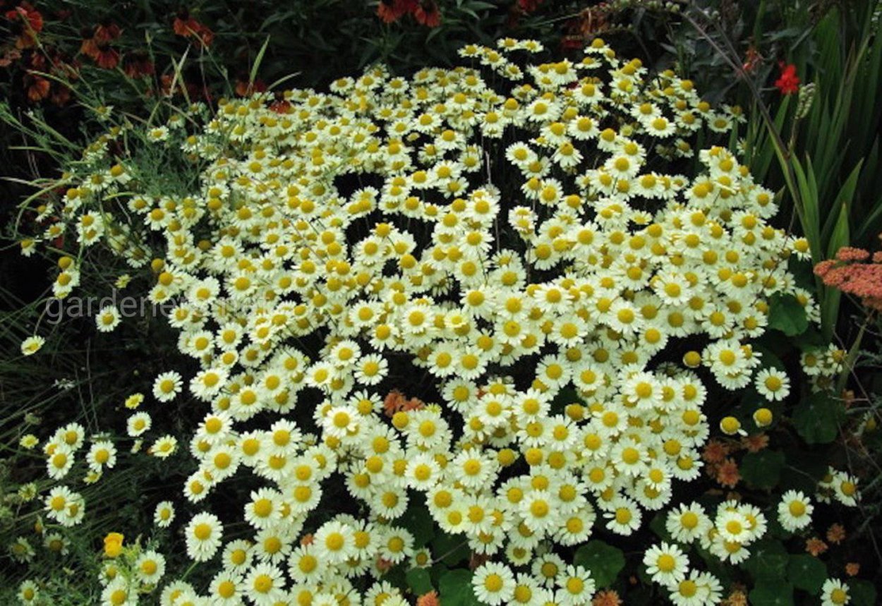 Кореопсис ланцетовидный