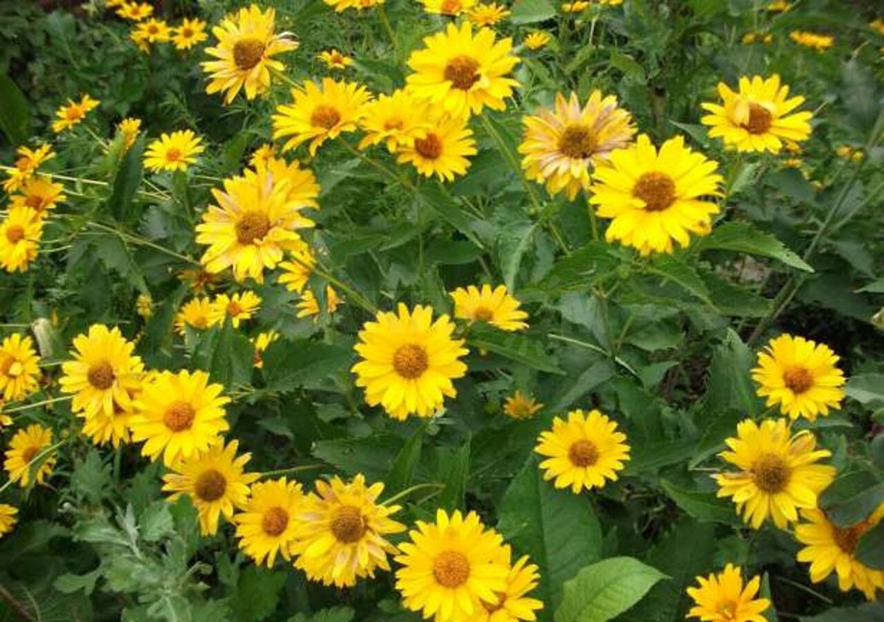 Гелиопсис 0,3г