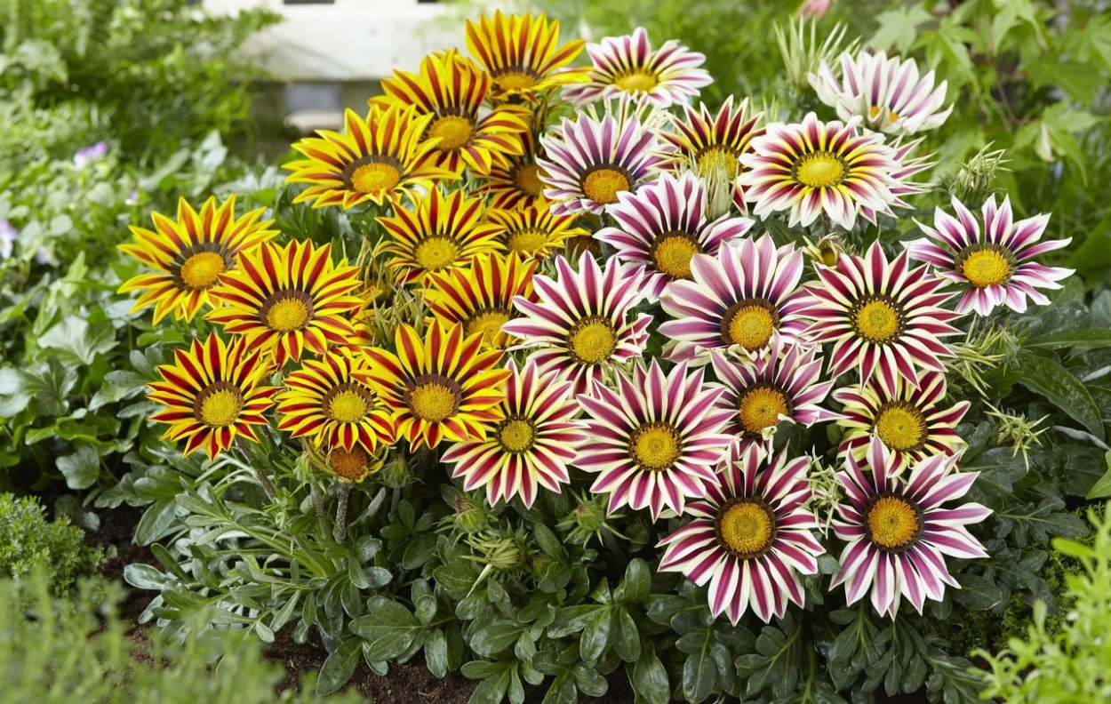 Кореопсис ланцетовидный