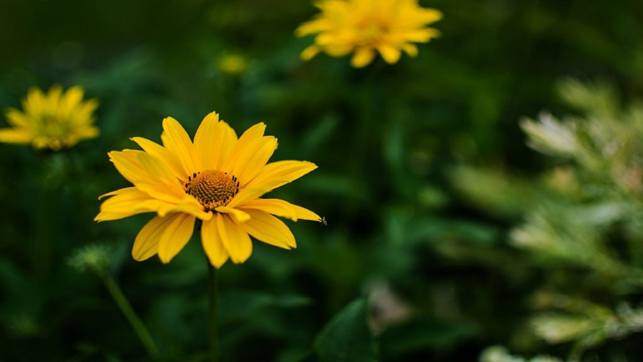 Астровые желтые ромашки