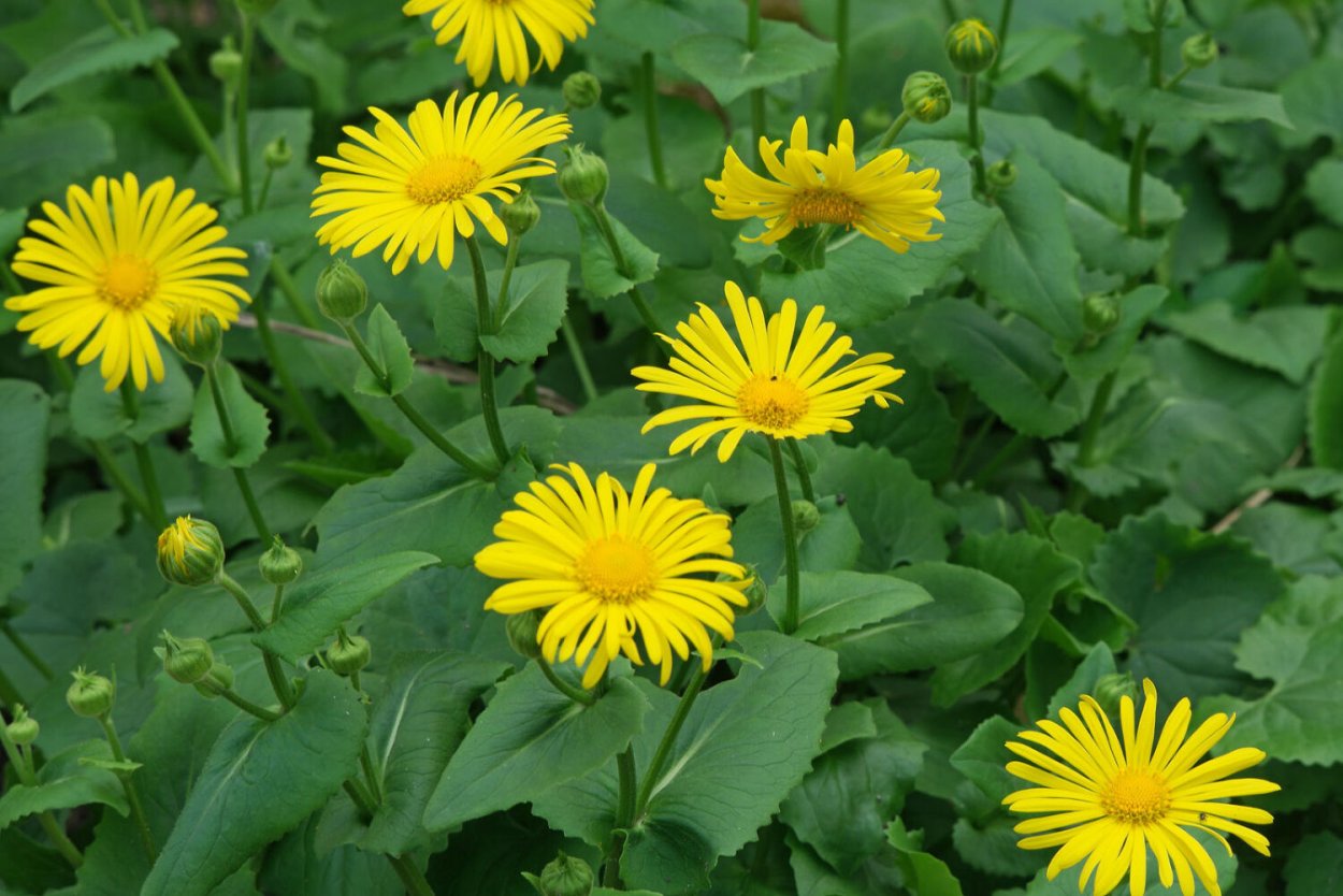 Ромашковидные желтые цветы