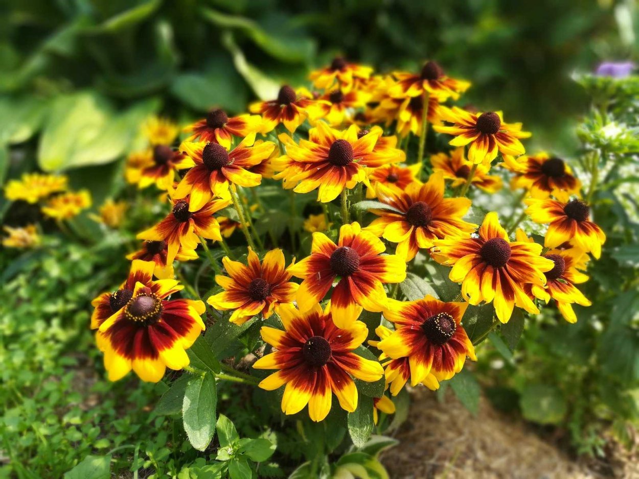 Мак дороникум цветник