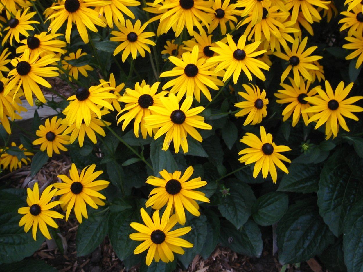 Желтые цветы однолетники