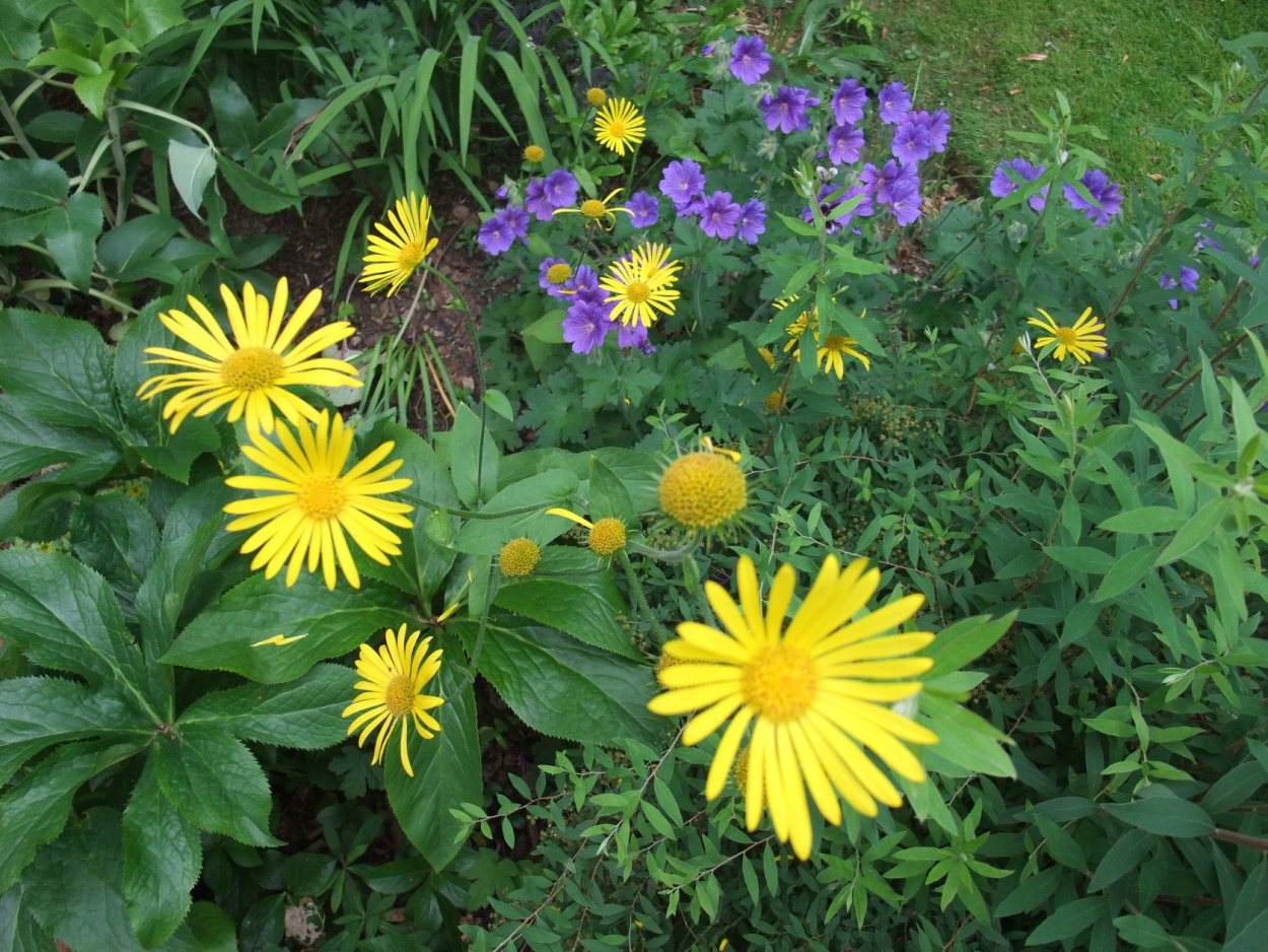 Дороникум Восточный