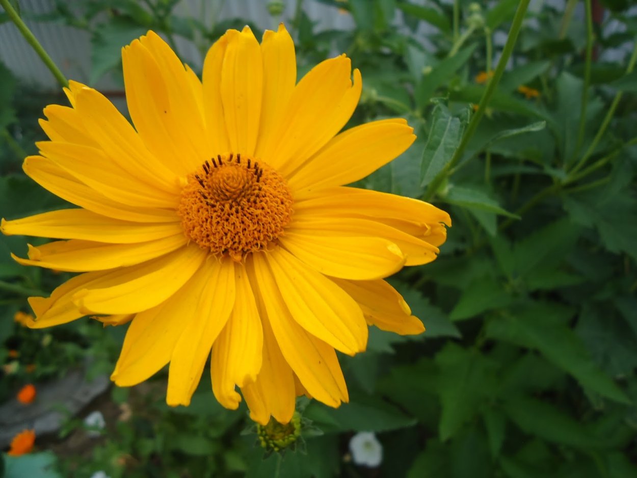 Дороникум желтая Ромашка козульник