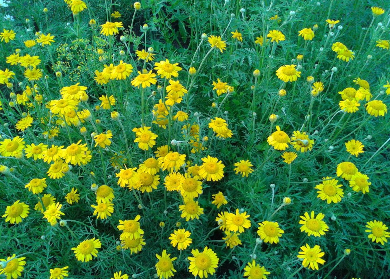 Гелиопсис вариегатный