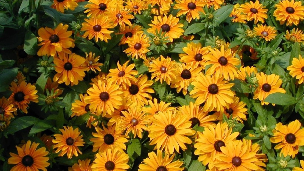 Кореопсис ланцетовидный