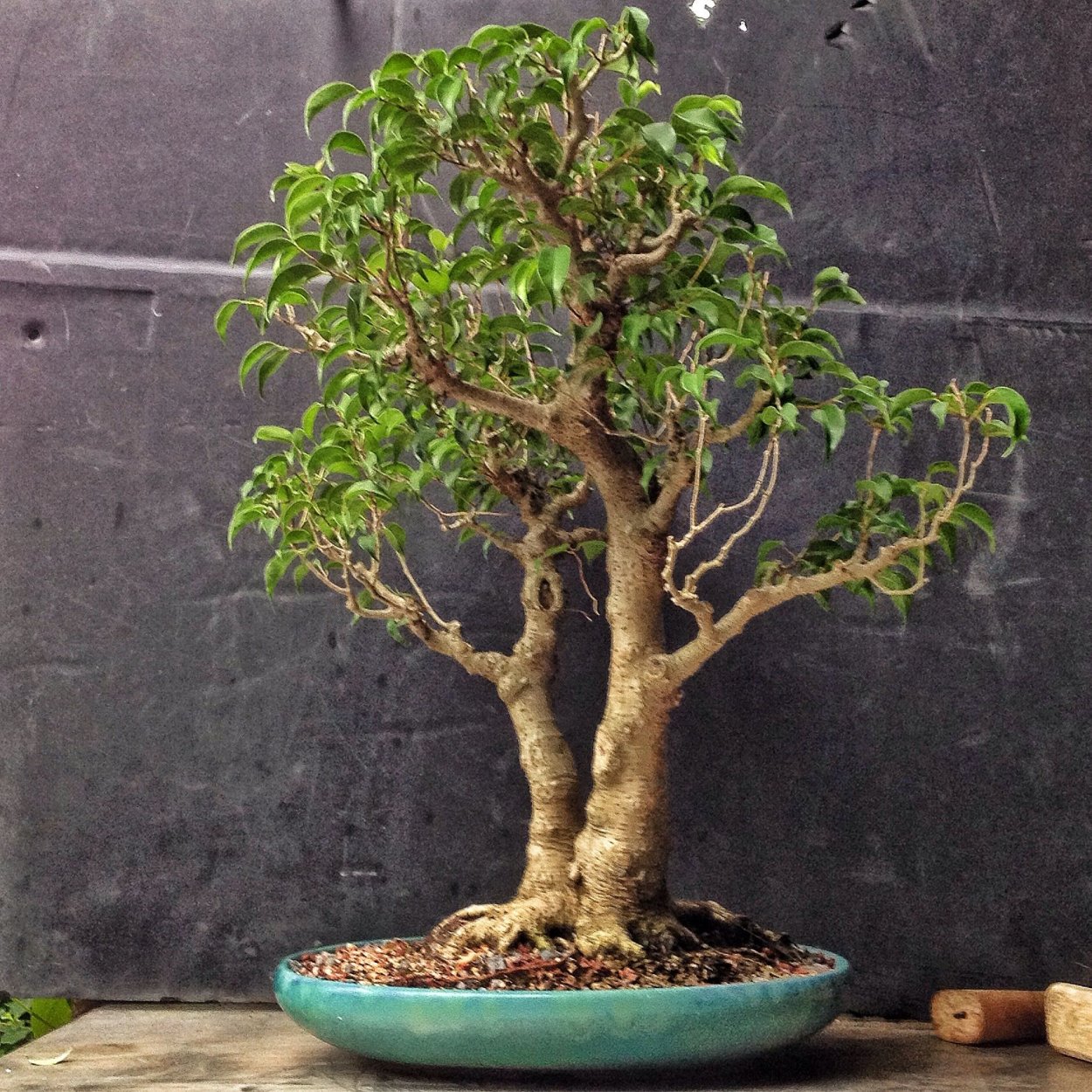 Фикус Бенджамина бонсай