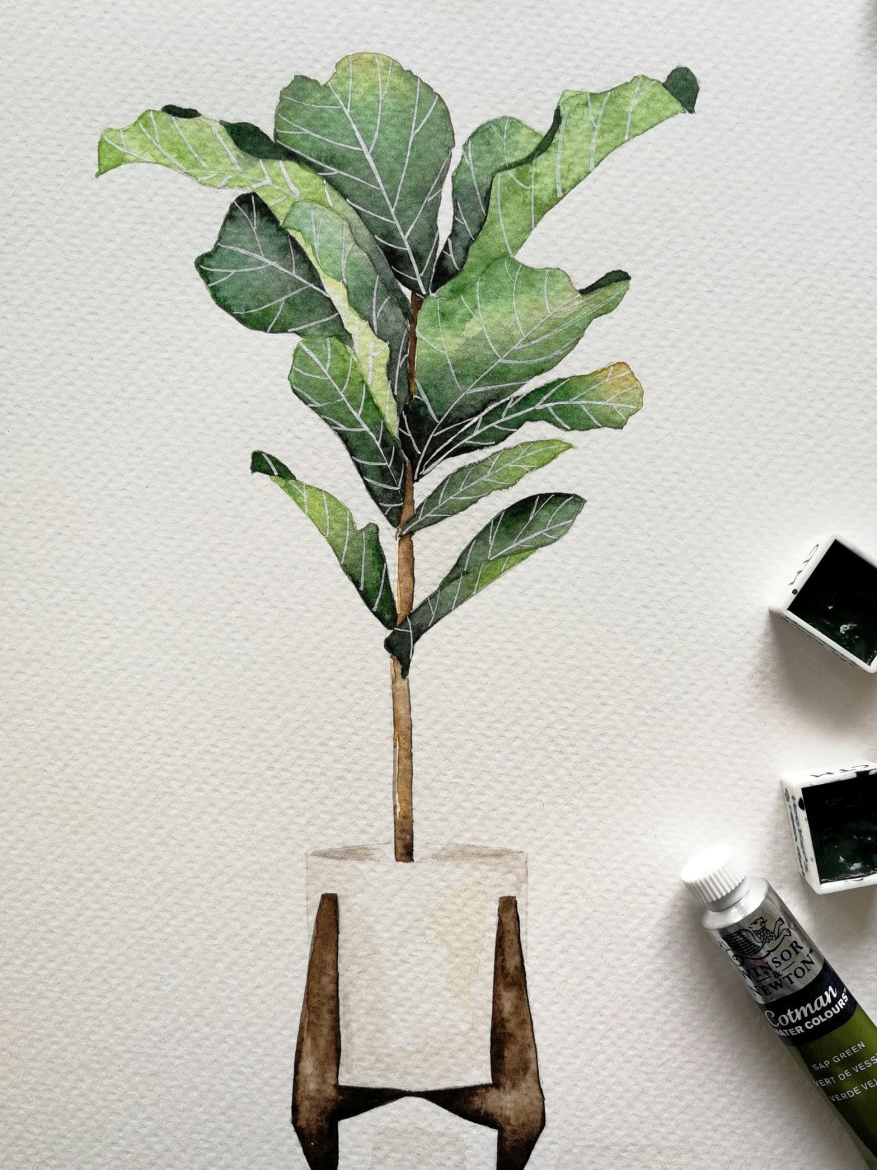 Фикус Бенджамина акварелью