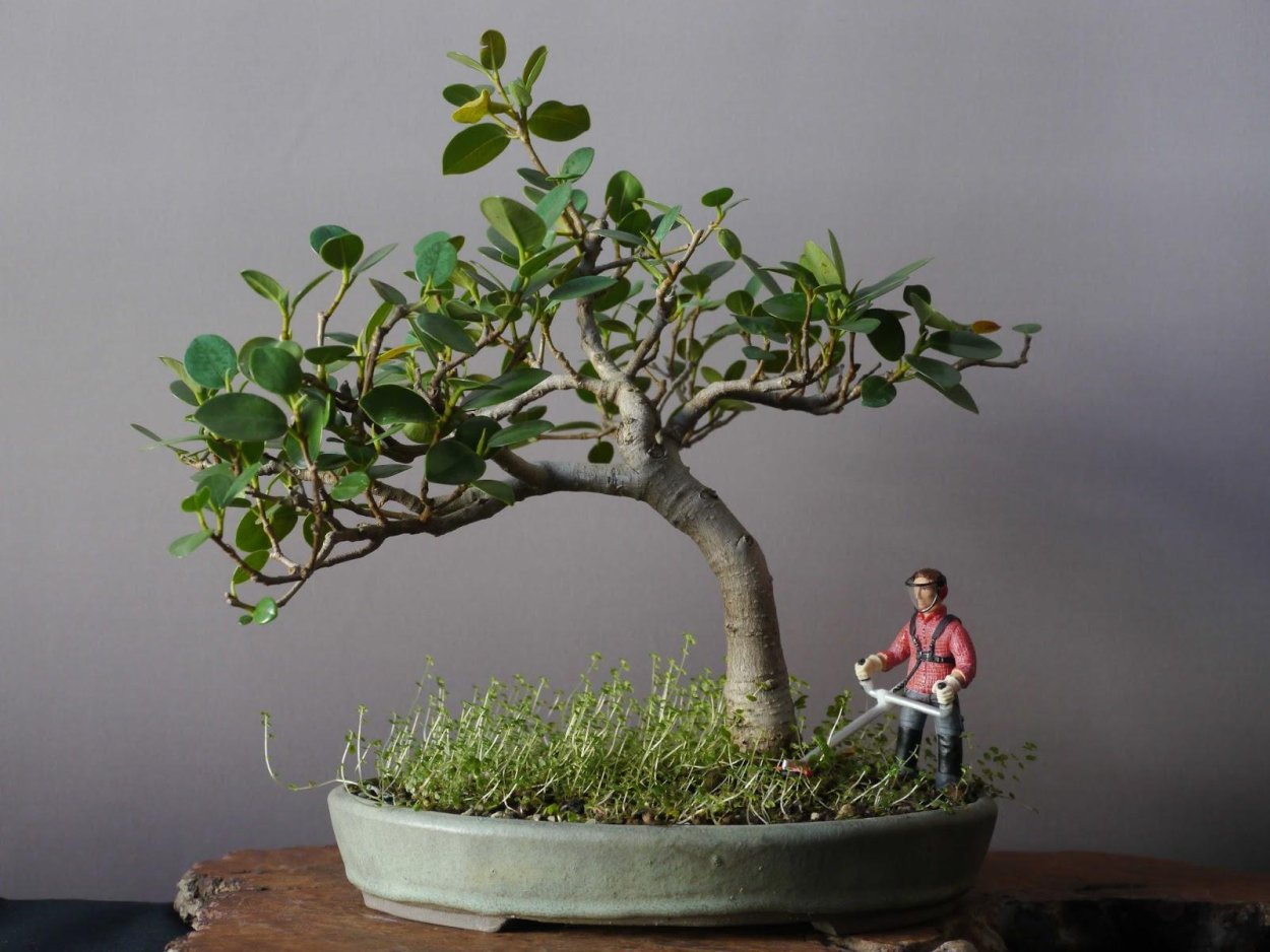 Фикус ретуза Панда