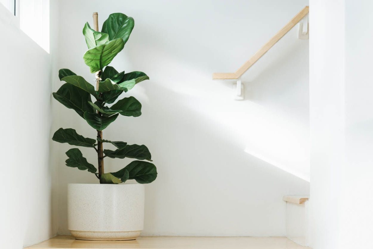 Колумнарис фикус