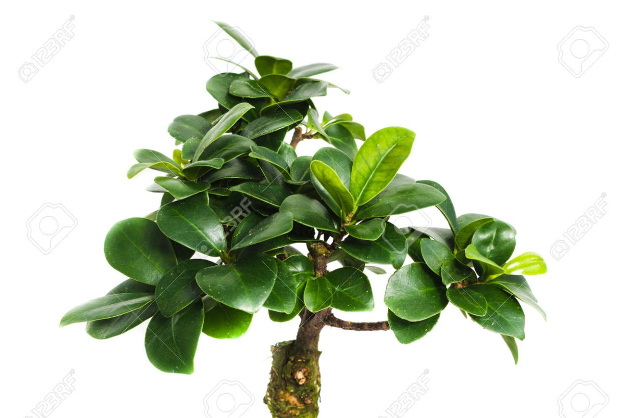 Фикус ретуза (лавровый)