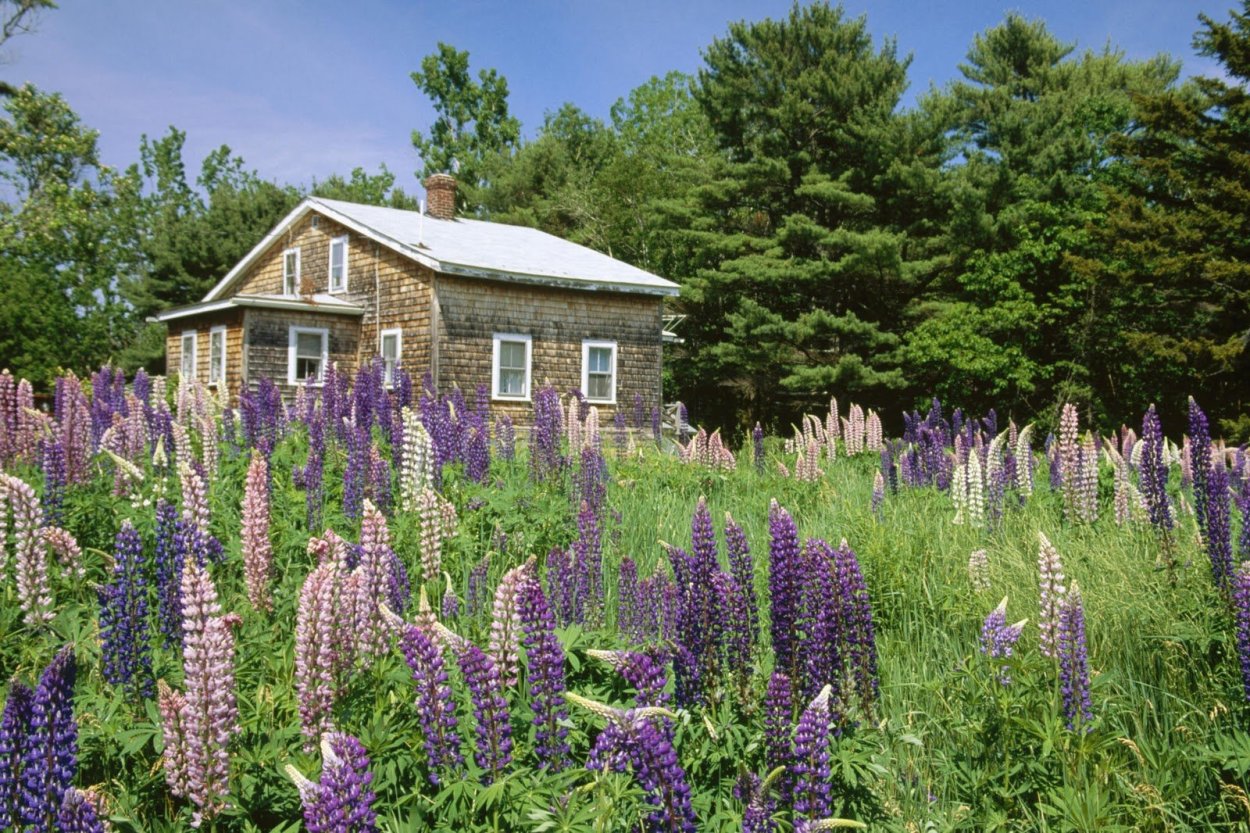 Люпин многолистный