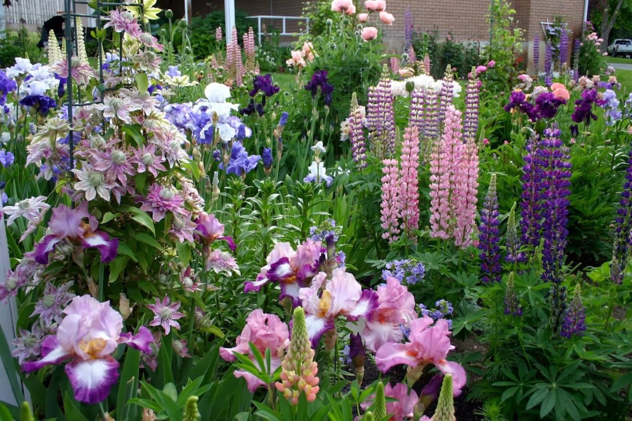 Дача цветники миксбордеры