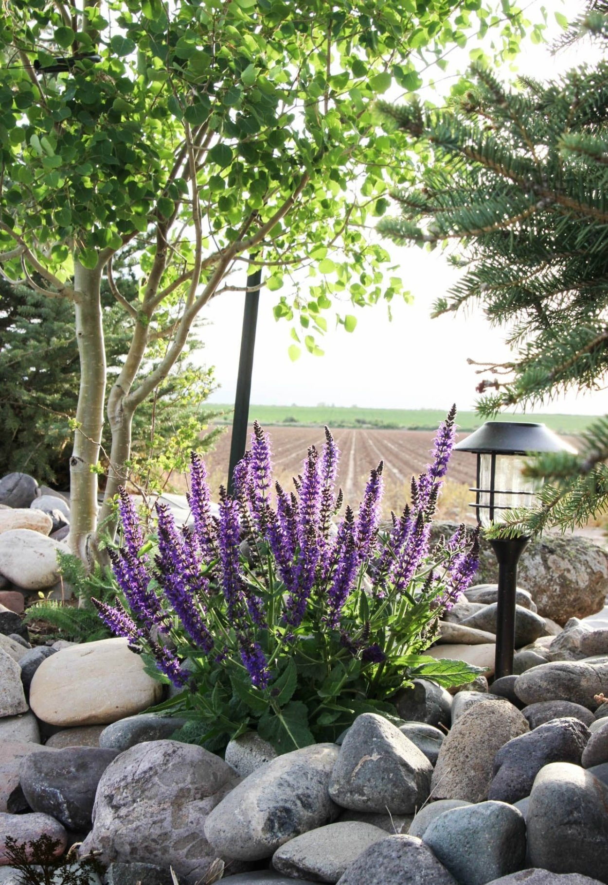 Лаванда Люпин