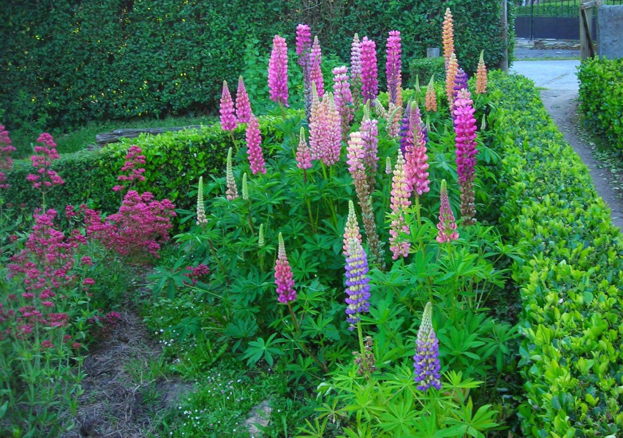 Вербаскум на клумбе