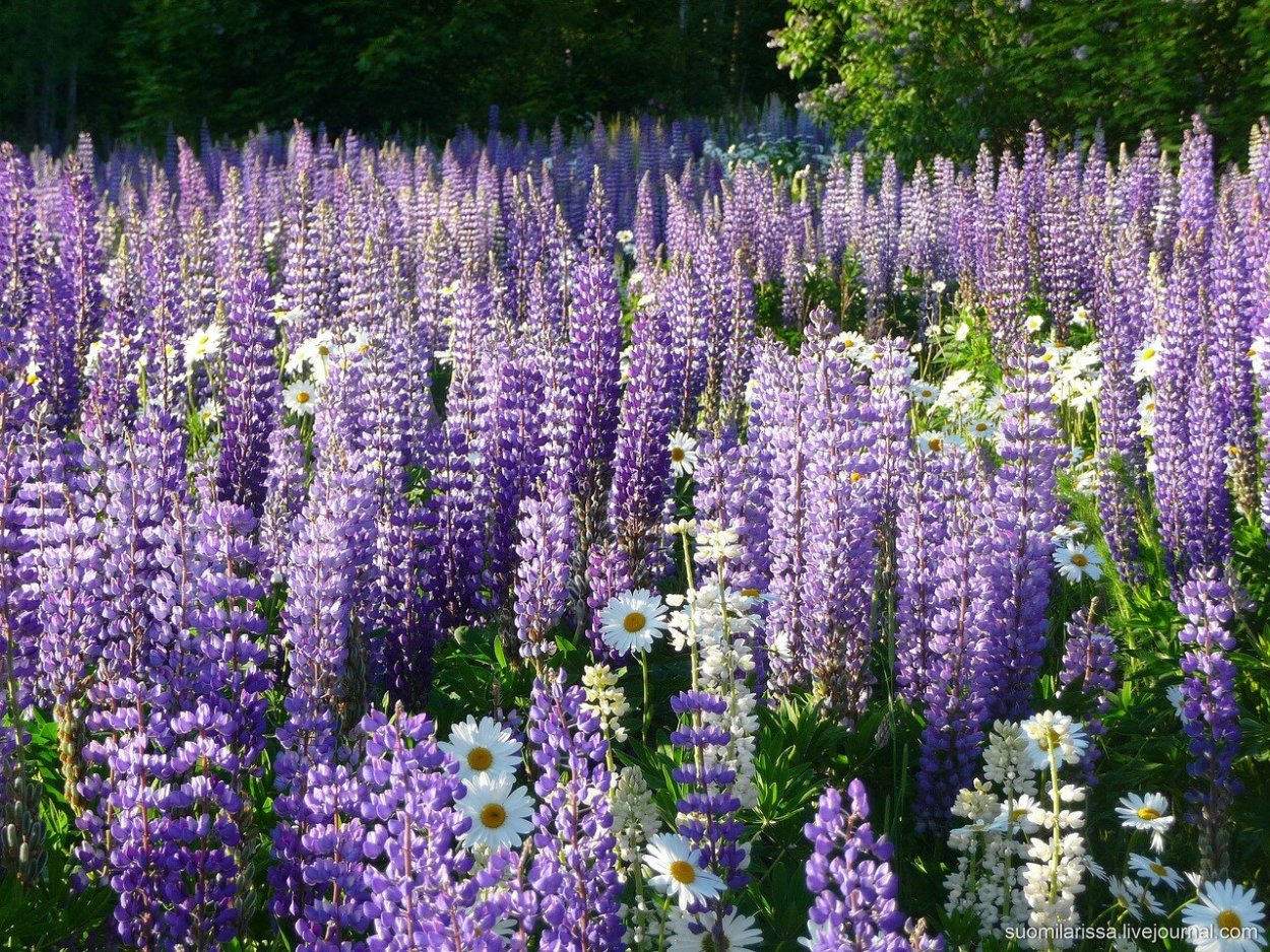 Цветник ирисы лилейники Флоксы