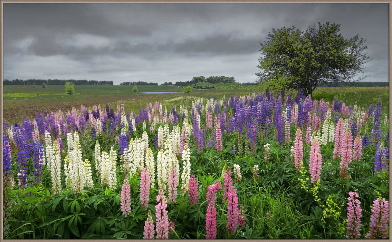 Бавария Германия поле люпинов